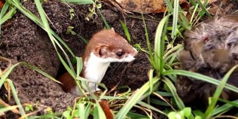 Kako se riješiti tvora u kokošinjcu